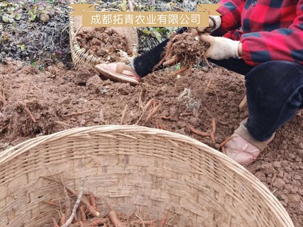 四川德陽(yáng)中江丹參種植案例